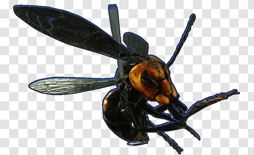 Hornet Bee Wasp YCombinator - Pest Transparent PNG