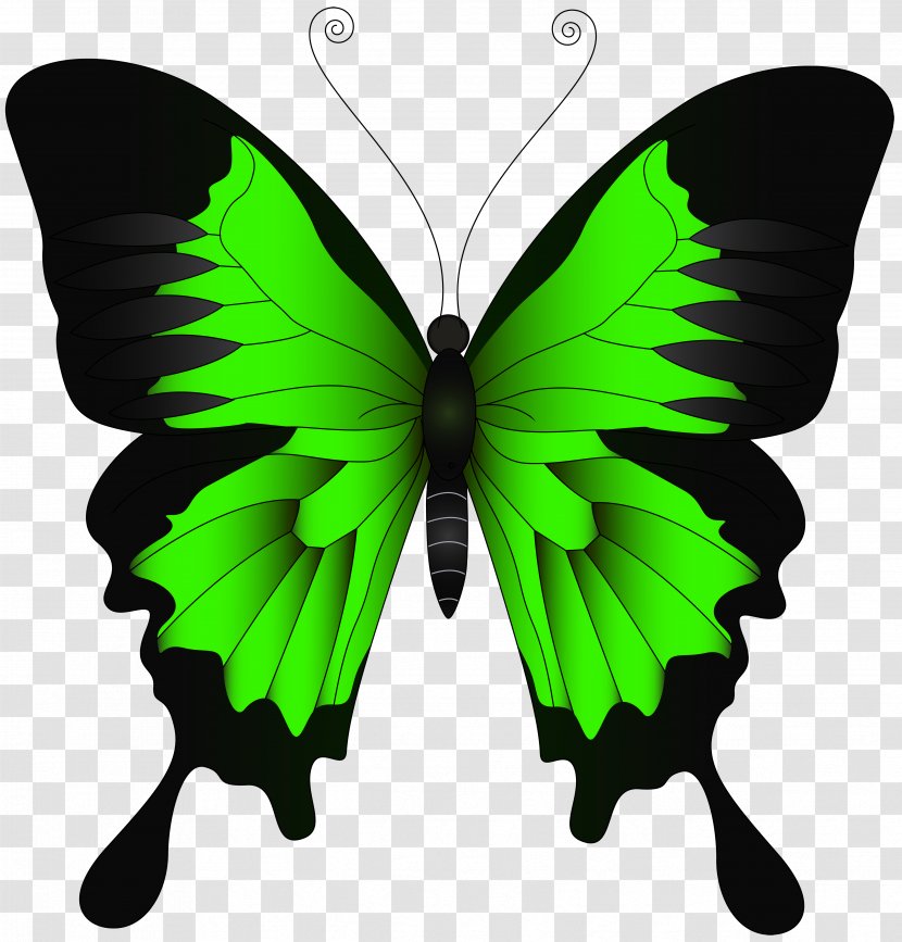 Butterfly Papilio Ulysses Illustration - Brush Footed - Green Clip Art Image Transparent PNG