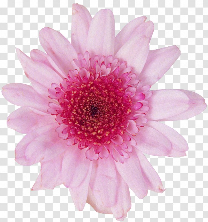 Transvaal Daisy Chrysanthemum Photography Cut Flowers - Vignette - Dahlia Background Transparent PNG