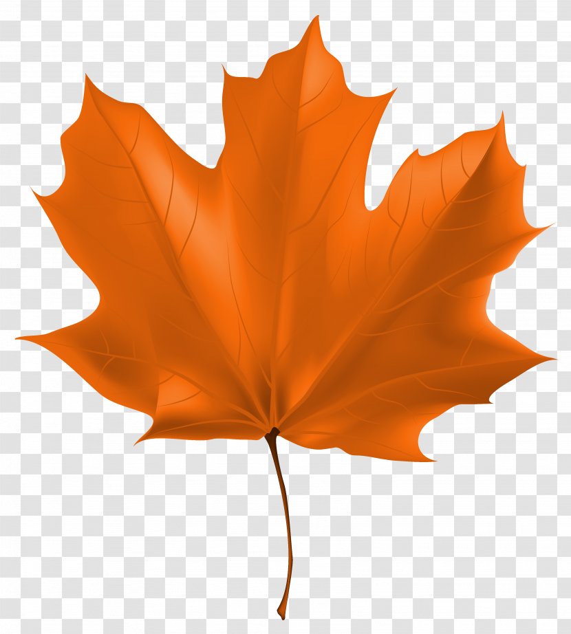 Red Maple Autumn Leaf Color Clip Art - Orange - Beautiful Cliparts Transparent PNG