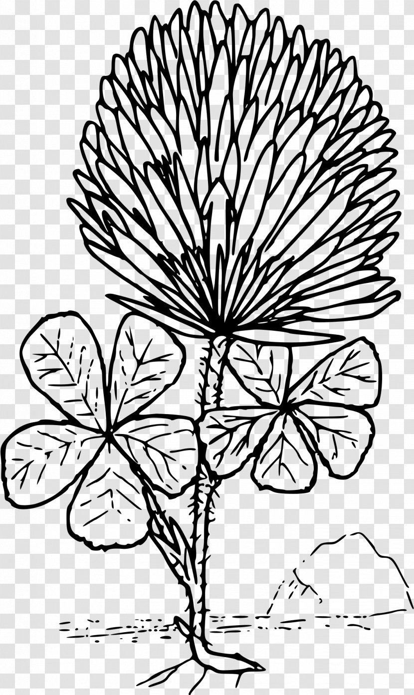 Coloring Book Four-leaf Clover Red Shamrock - Flora Transparent PNG
