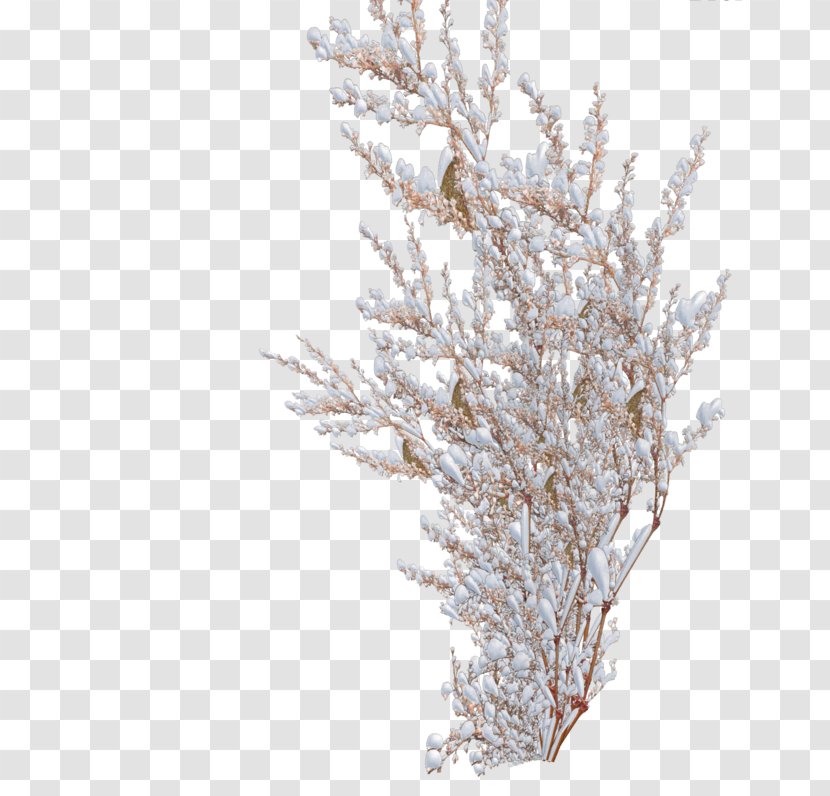 Shrub Snow Tree Pine Transparent PNG