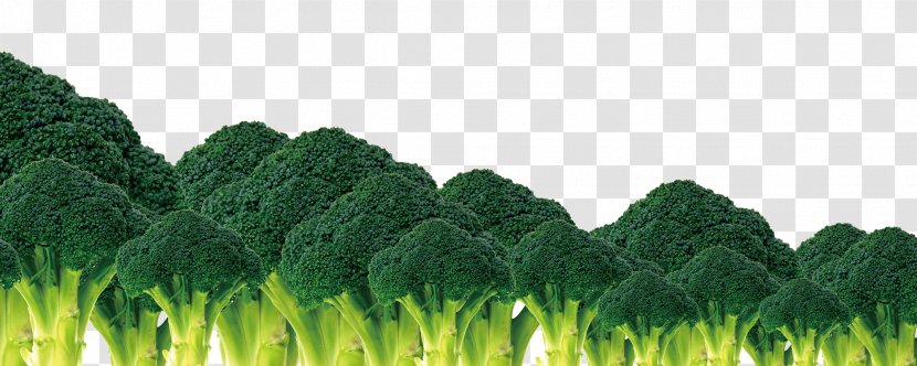 Broccoli Vegetable Cauliflower Transparent PNG