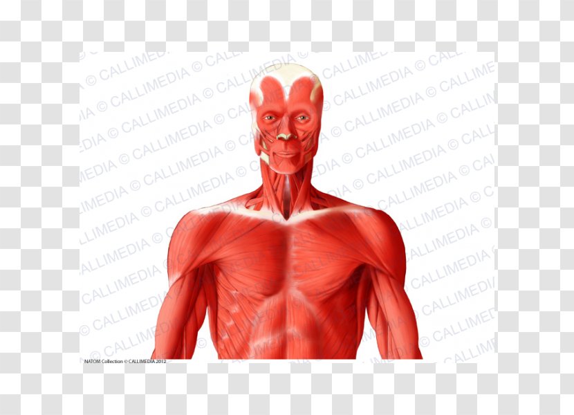 Muscle Human Body Head And Neck Anatomy Shoulder - Flower - Anterior Triangle Of The Transparent PNG