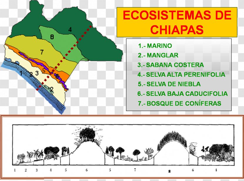 Ecosystem Chiapas Biome Conservation Biology - Tree - Seaside Transparent PNG