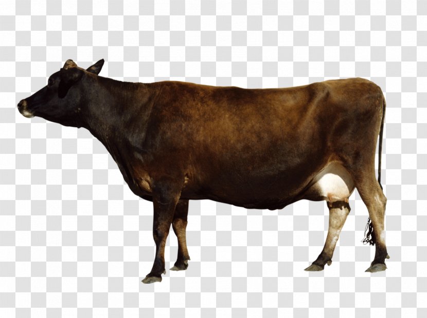 Cattle Water Buffalo Bull - Oxen - Big Black Transparent PNG