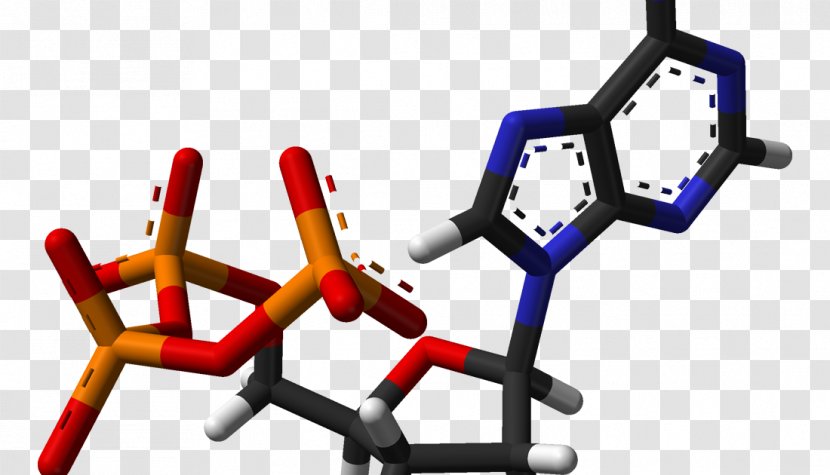 Adenosine Triphosphate Nicotinamide Adenine Dinucleotide - Energy Transparent PNG
