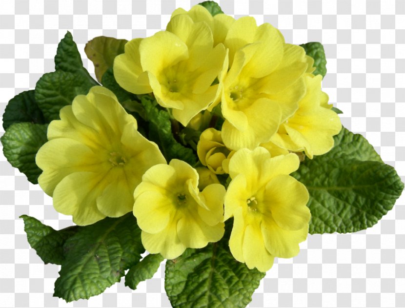 Primrose Flower Blume Annual Plant Transparent PNG