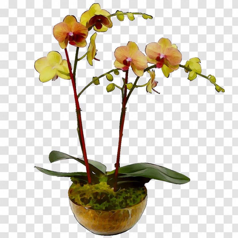Moth Orchids Cut Flowers Floral Design Cattleya Plant Stem - Flowerpot Transparent PNG