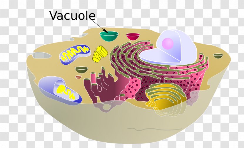 Vacuole Plant Cell Cèl·lula Animal Organelle Transparent PNG