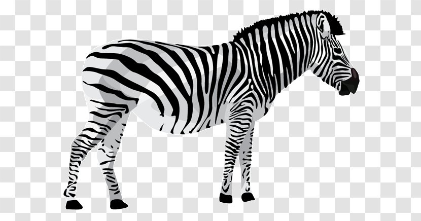 Quagga Lion Giraffe Zebra - Horse Like Mammal - Animal Zoo Transparent PNG