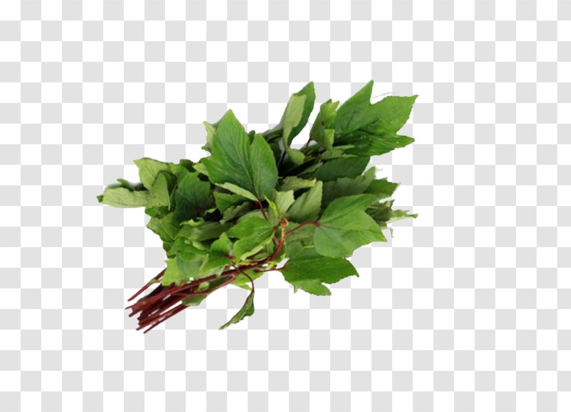 Gongura Indian Cuisine Spring Greens Leaf Vegetable Transparent PNG