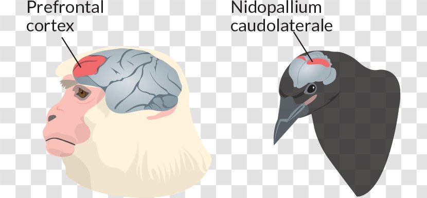 Primate Bird Brain Nidopallium Animal - Silhouette - Math Transparent PNG