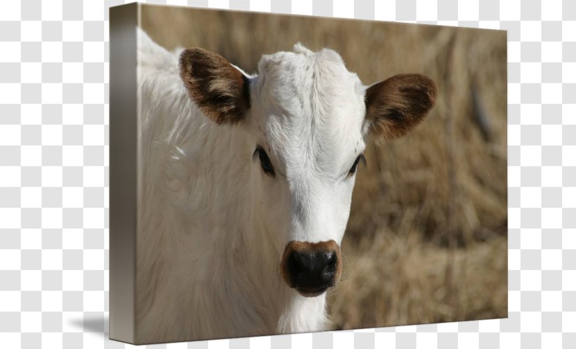 Dairy Cattle Calf Texas Longhorn Gallery Wrap - Printing Transparent PNG