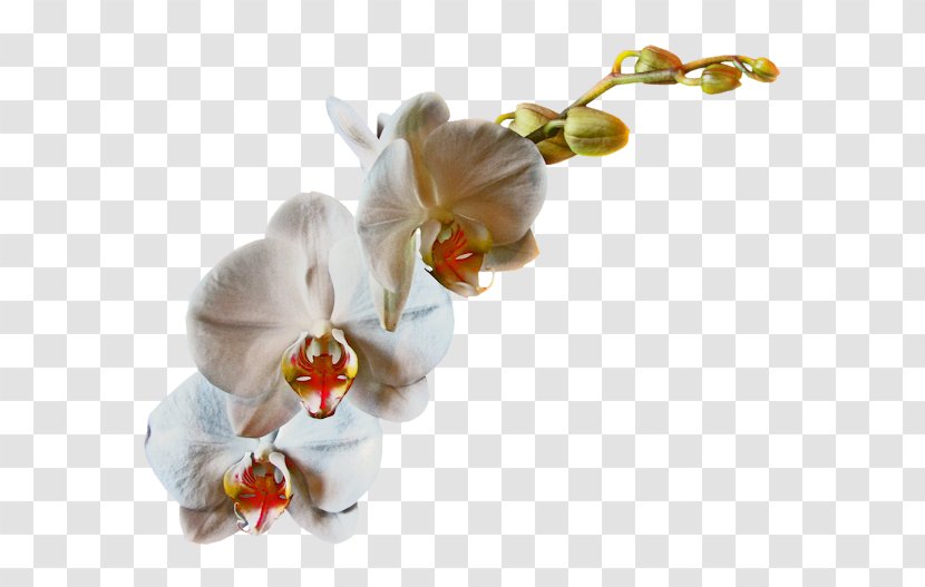 Cut Flowers Rose Petal Moth Orchids - Flower Transparent PNG