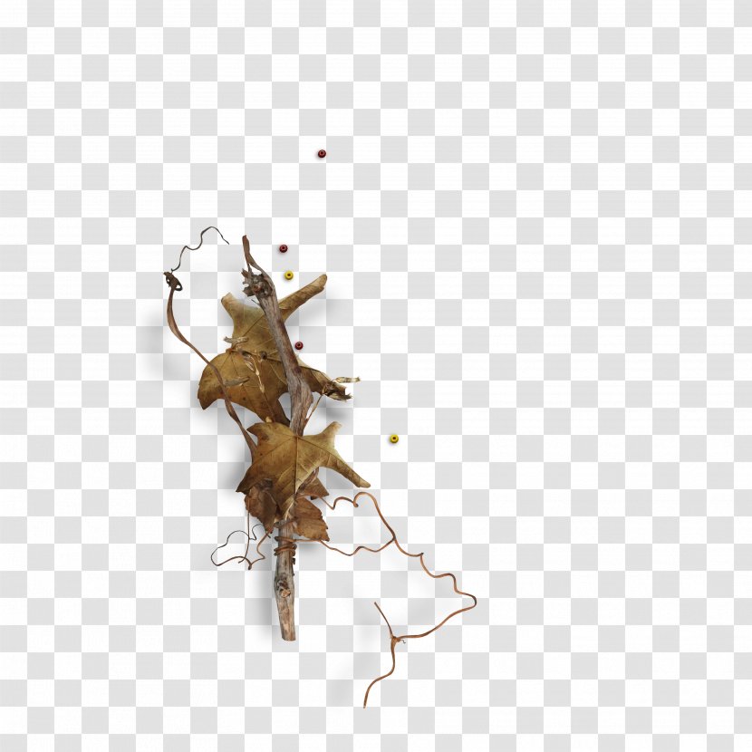 Insect Pest - Invertebrate Transparent PNG
