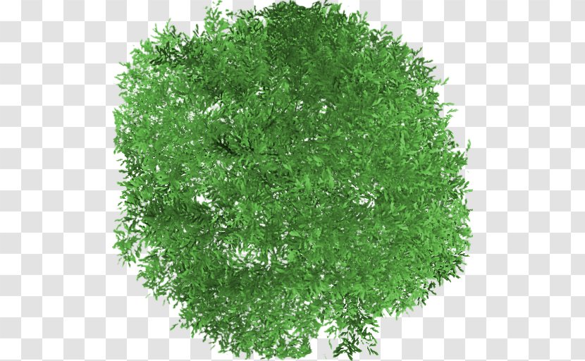 Tree Herb Shrub Transparent PNG