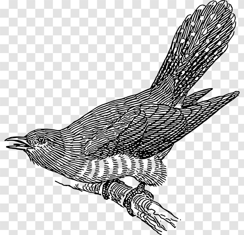 Common Cuckoo Bird Clip Art - Royaltyfree - Typo Vector Transparent PNG