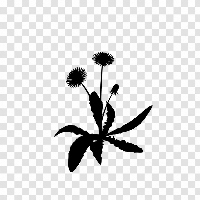 Black And White Flower - Plant - Daisy Family Wildflower Transparent PNG