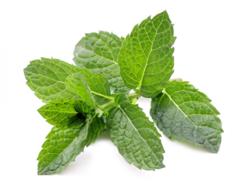 Tea Peppermint Mentha Spicata Herb Celery - Oil - Pepermint Transparent PNG