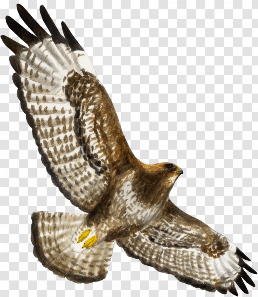 Hawk Bird Of Prey Buzzard Eagle - Accipitriformes - Plane Illustration Transparent PNG