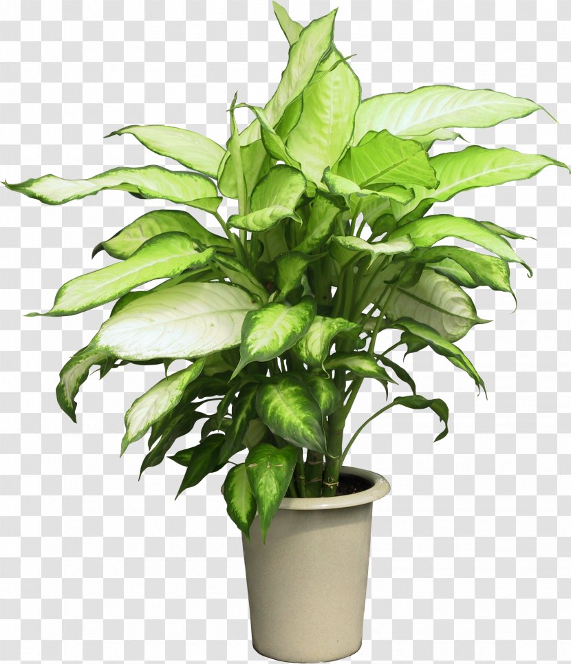 Ravenea Houseplant Flower - Areca Palm - Potted Plant Transparent PNG