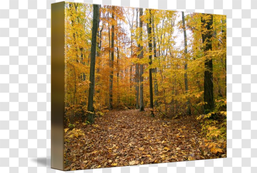 Canvas Print Temperate Broadleaf And Mixed Forest Art Printing - Sunlight - Stephen Baldwin Transparent PNG