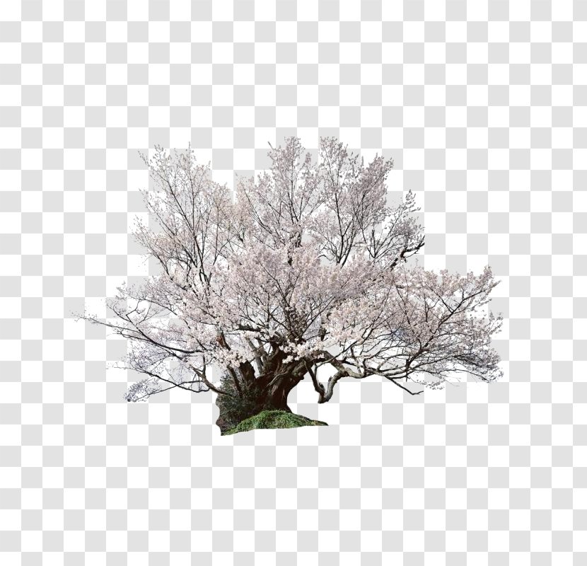 Cherry Blossom - Flower - Beautiful Tree Transparent PNG