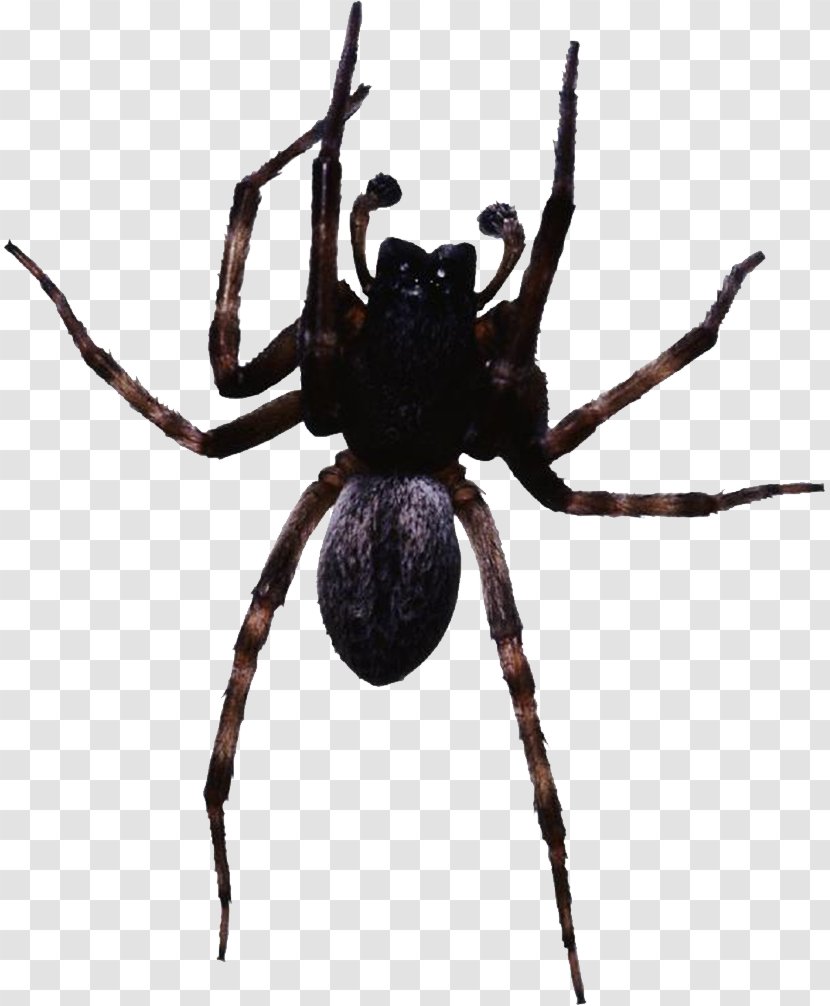 Spider Web Clip Art - Widow - Black Transparent PNG