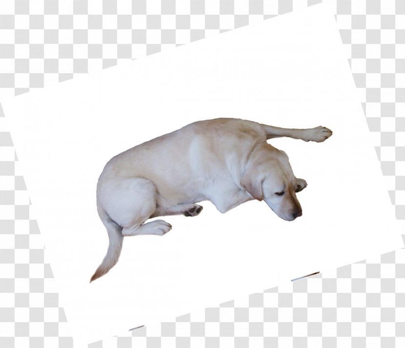 Marine Mammal Animal Carnivora Wildlife - Tail - Yellow Puppy Transparent PNG
