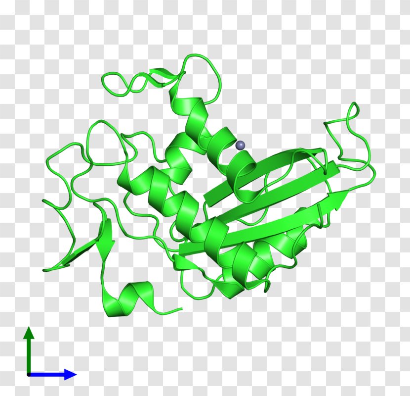 GLIPR1 Pathogenesis-related Protein Clip Art - Pathogenesisrelated Transparent PNG