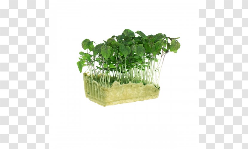 Microgreen Herb Beefsteak Plant Lettuce Leaf Vegetable - Flower Transparent PNG