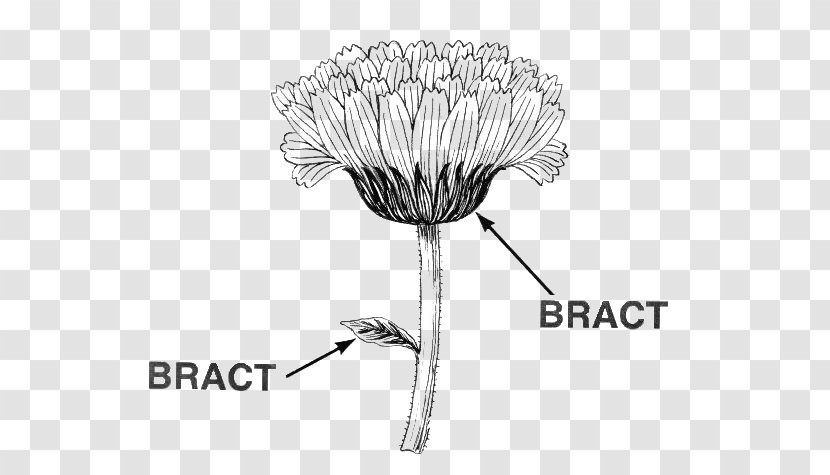 Bract Leaf Flower Diagram Poinsettia - Plant Stem Transparent PNG