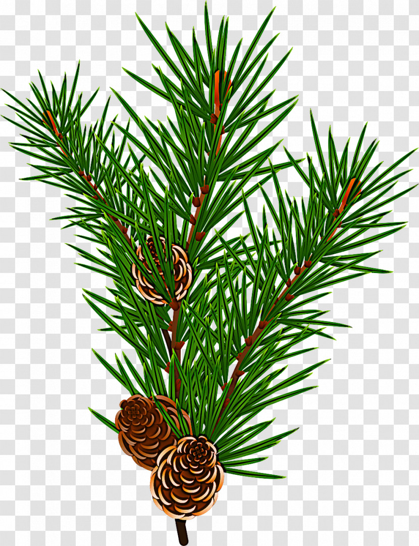Shortleaf Black Spruce Columbian Spruce Sugar Pine Jack Pine Loblolly Pine Transparent PNG