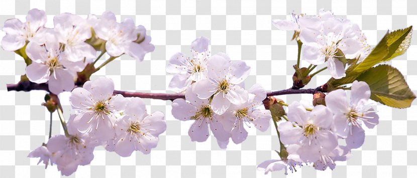 Cherry Blossom Desktop Wallpaper Clip Art - Plant - Sakura Transparent PNG