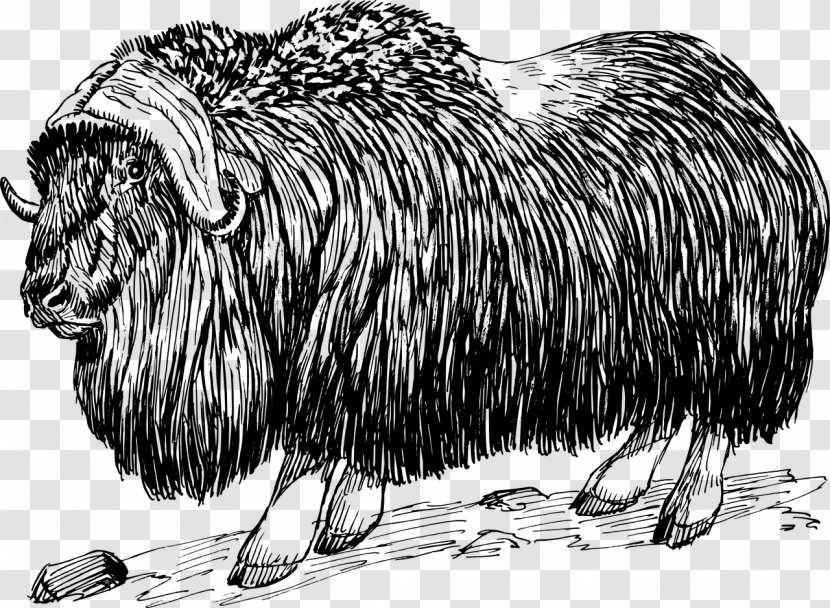 Muskox Clip Art - Fauna - Goat Cut Out Transparent PNG