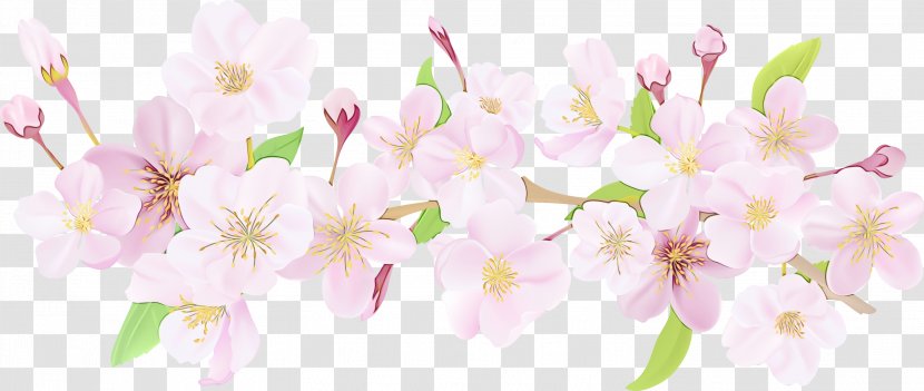 Rose Flower Drawing - Blossom - Floral Design Wildflower Transparent PNG