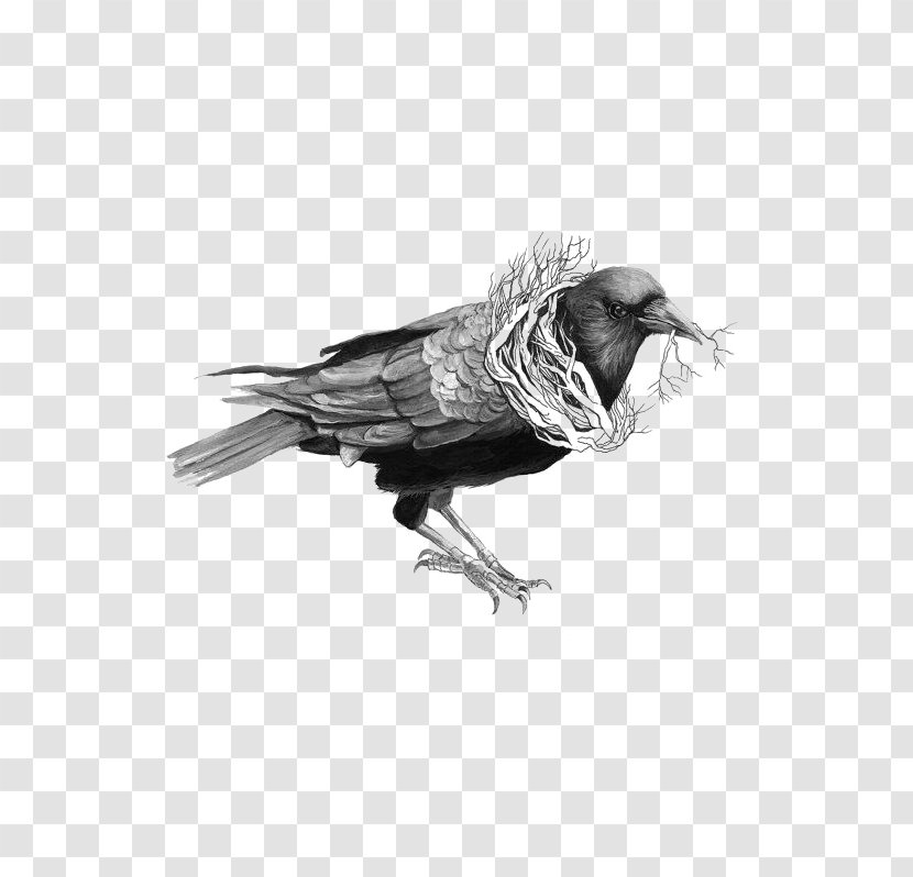 Common Raven Bird Drawing Illustration - Black And White - Crow Transparent PNG