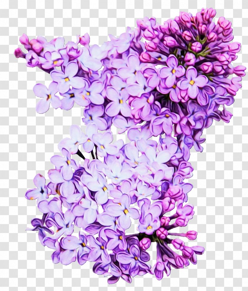Lavender - Petal - Plant Transparent PNG