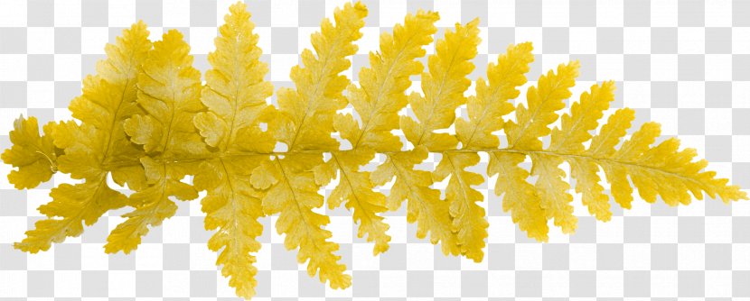 Vine Leaf Blog - Tree - Foliage Transparent PNG
