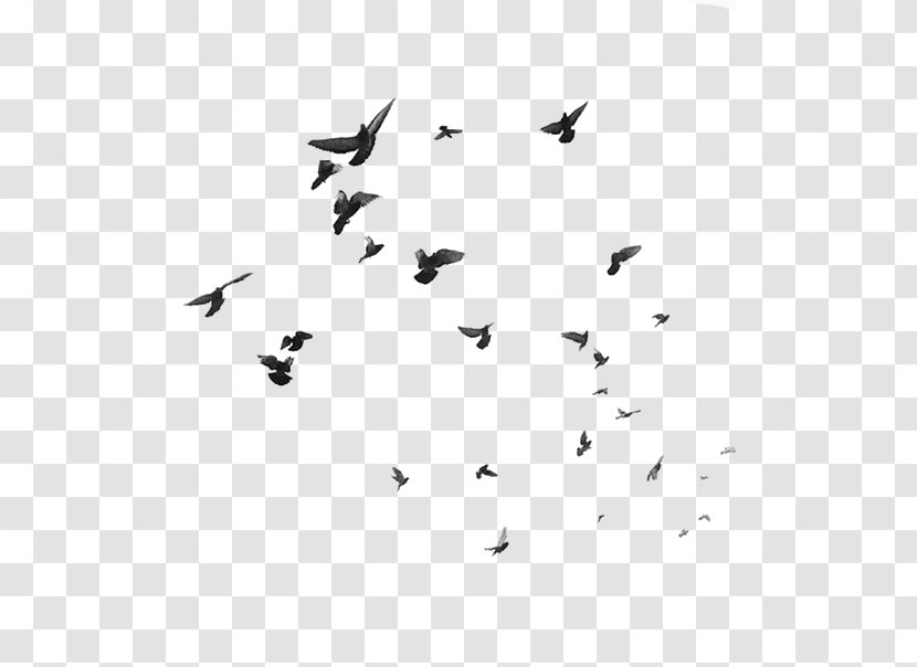 Bird Flight Swallow - White Transparent PNG
