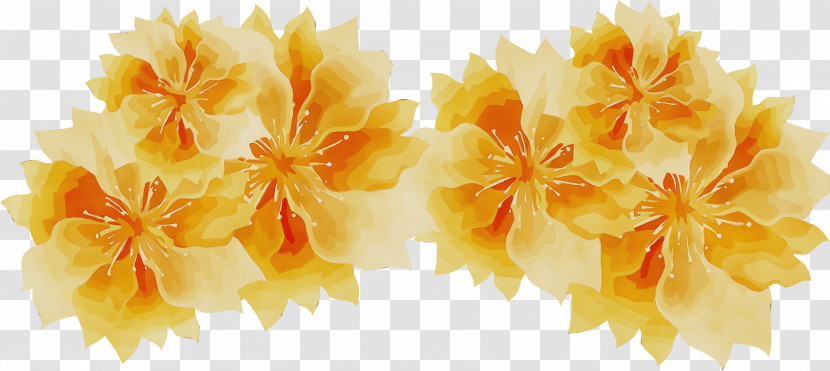Flower Petal Yellow Computer Spring Transparent PNG
