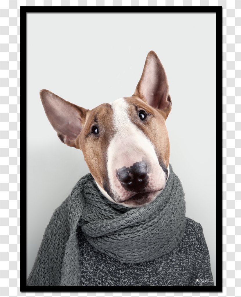 Miniature Bull Terrier And English White Dog Breed - Carnivoran Transparent PNG