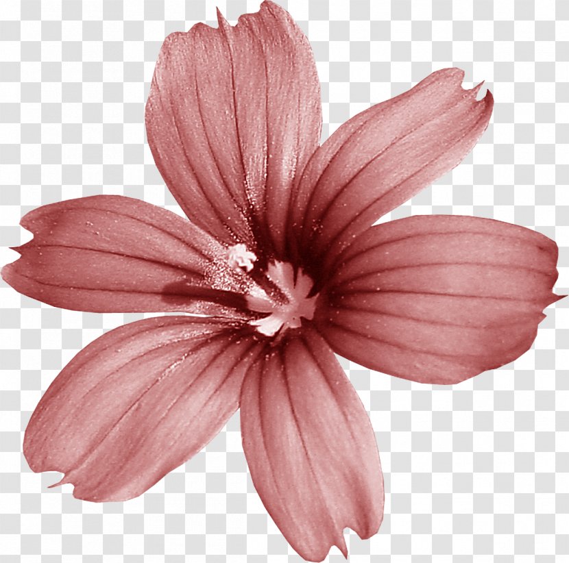 Mallow Pink M Cut Flowers Petal RTV - Malva - Flower Collage Transparent PNG
