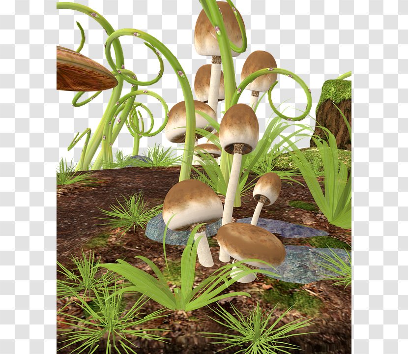 Mushroom Fungus Pixabay Agaricus Campestris - Pictures Transparent PNG