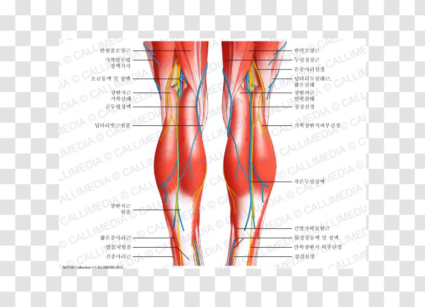 Knee Human Body Anatomy Tendon Patellar Ligament - Heart - Watercolor Transparent PNG