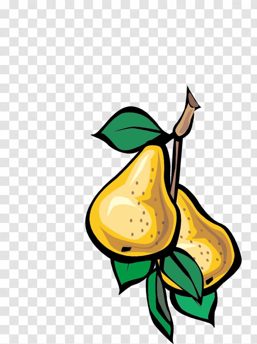Fruit Pear Vegetable Euclidean Vector - Insect Transparent PNG