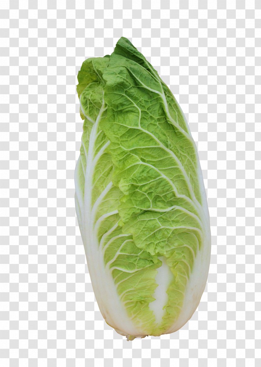 Romaine Lettuce Napa Cabbage Spring Greens Chinese Transparent PNG