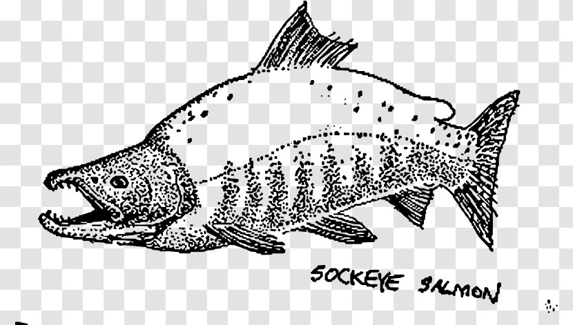 Sockeye Salmon Drawing Chum Fish - Wildlife Transparent PNG