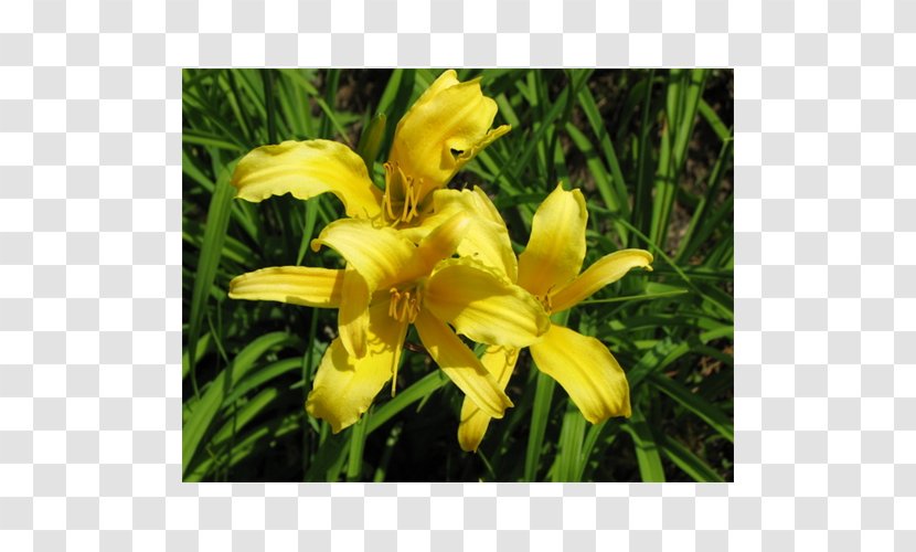 Daylily Lily M - Spider Plant Transparent PNG